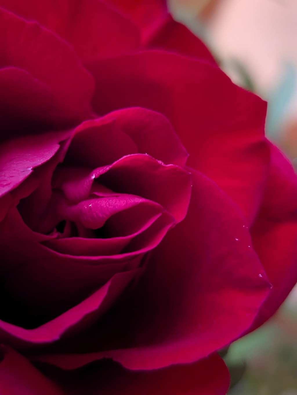 Tuổi đời tươi đẹp