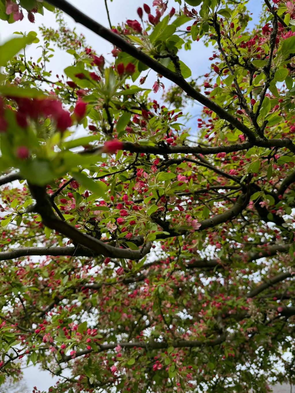 Người lớn tuổi.